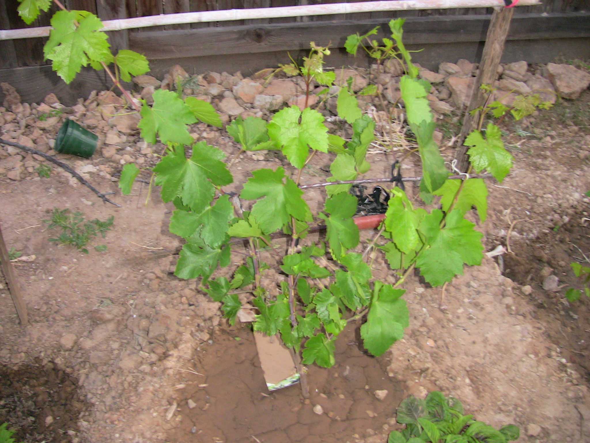 Саженцы двухлетки винограда